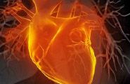 commotio heart image commotio heart image